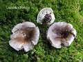 Lactarius trivialis-amf1132